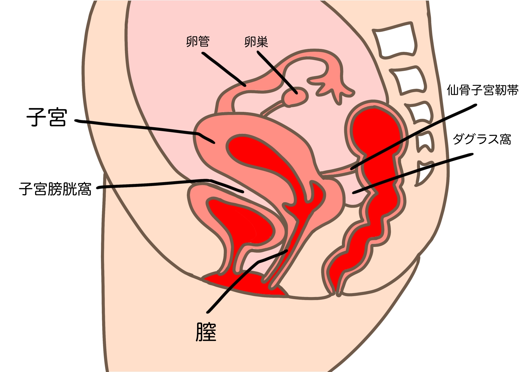 子宮 便秘の原因が・・・婦人科系疾患の可能性 - 腸＆子宮ケアサロンHESO